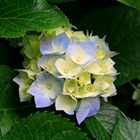 Vijaya Parvatam